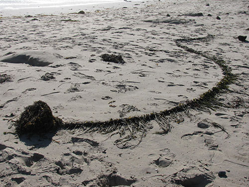 Kelp on shore looks like spinal column